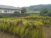 DSCN0930