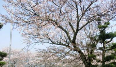 ４月８日の桜