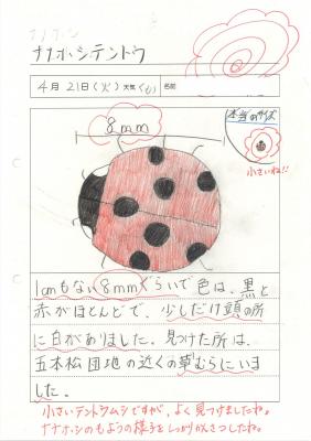 ナナホシテントウの観察 ナナホシテントウの観察