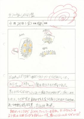 テントウムシの幼虫の観察