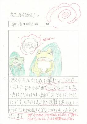 カエルの観察 カエルの観察