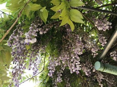 フジの花もきれいです。 フジの花もきれいです。