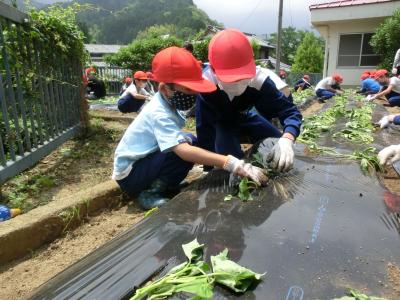 こうやって植えるんよ。 こうやって植えるんよ。