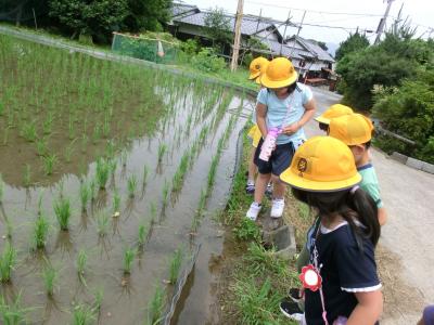 田んぼの中にきょうみしんしん