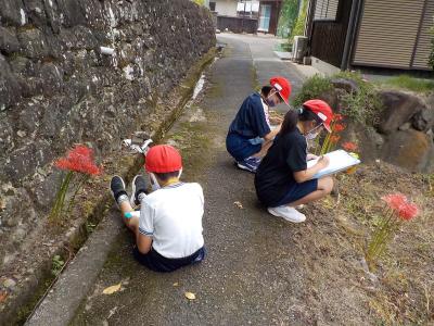 秋の植物の観察