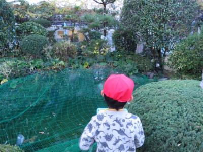 ここにツワの花があった! ここにツワの花があった!