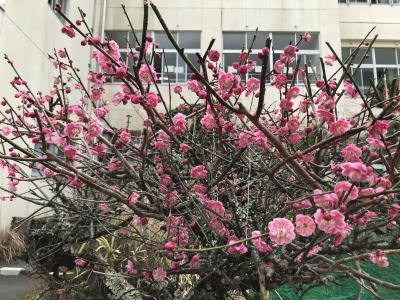 梅の花がきれいに咲きほこっています