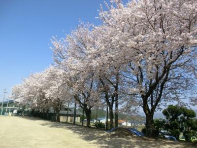 校庭を彩る桜