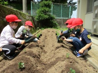 丁寧に植え付けました