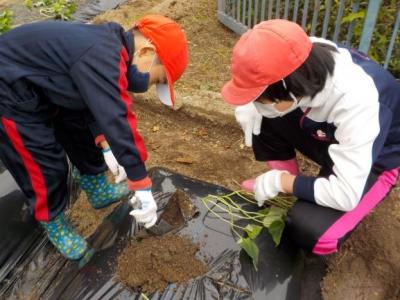 一緒にたくさん植えようね