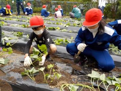 もう少しで植え終わるよ！