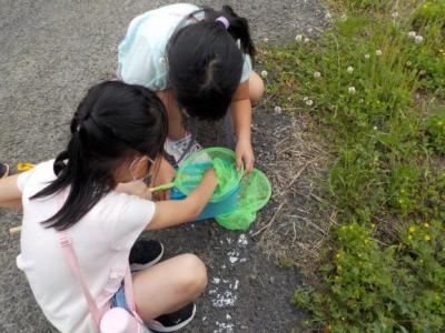カエルや虫もたくさんいたよ カエルや虫もたくさんいたよ