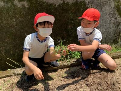 丁寧に植えようね 丁寧に植えようね