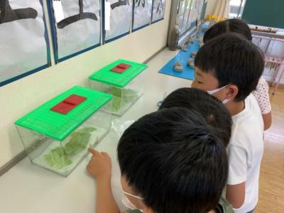 毎日観察しています 毎日観察しています