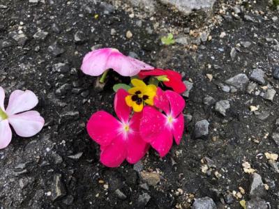 真ん中の黄色い花が健気に根付いています! 真ん中の黄色い花が健気に根付いています!