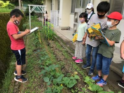 畑は、季節感にあふれていますね