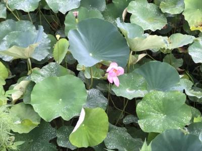 ハスの花が咲いています