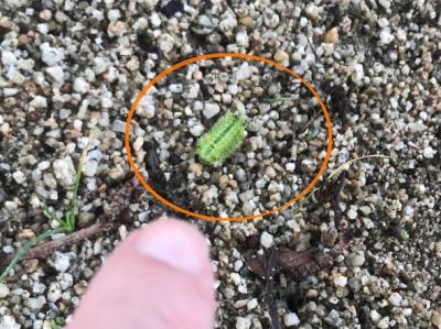 これがイラガの幼虫です これがイラガの幼虫です